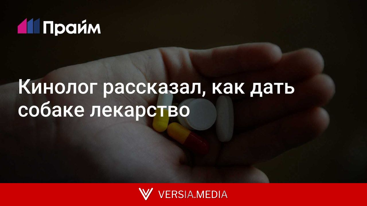 Кинолог рассказал, как дать собаке лекарство