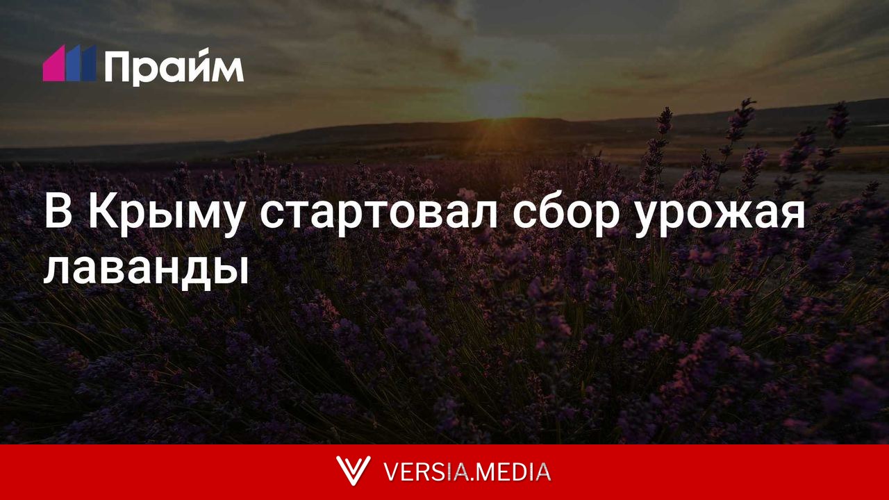 В Крыму стартовал сбор урожая лаванды