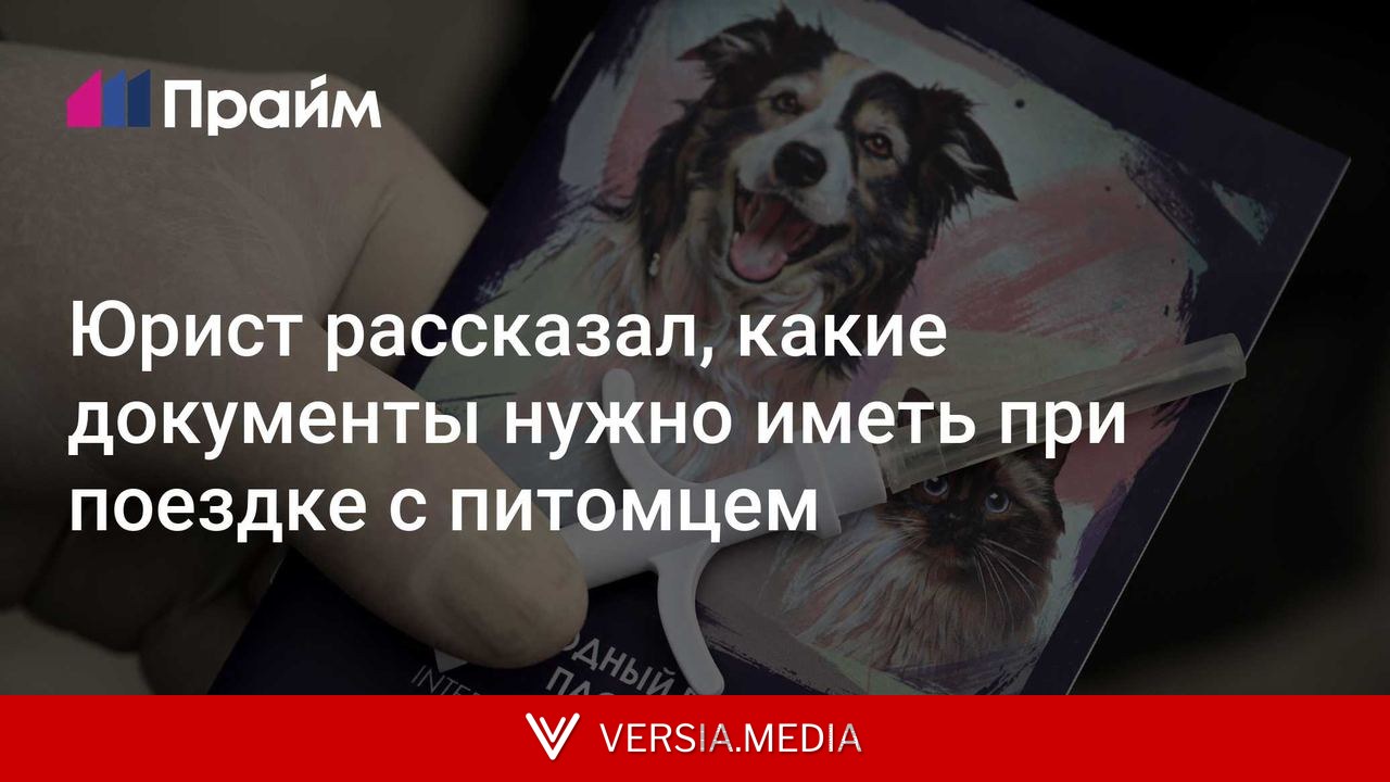 Юрист рассказал, какие документы нужно иметь при поездке с питомцем