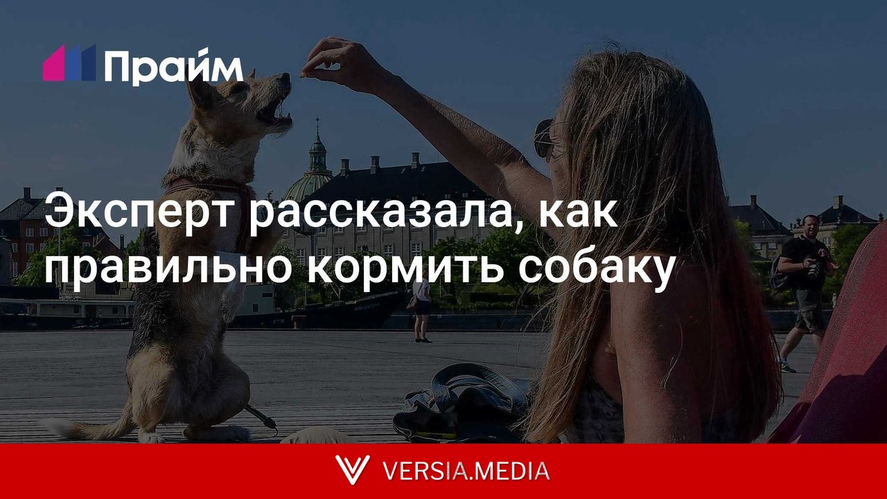 Эксперт рассказала, как правильно кормить собаку