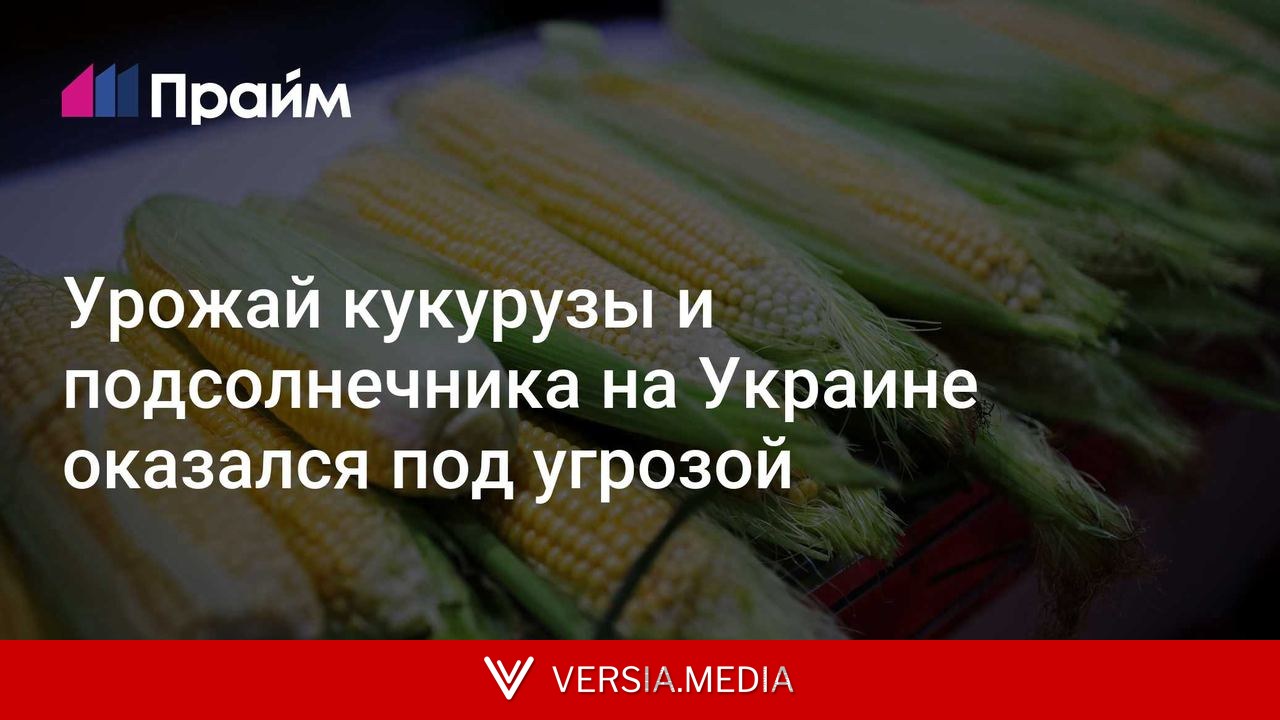 Урожай кукурузы и подсолнечника на Украине оказался под угрозой
