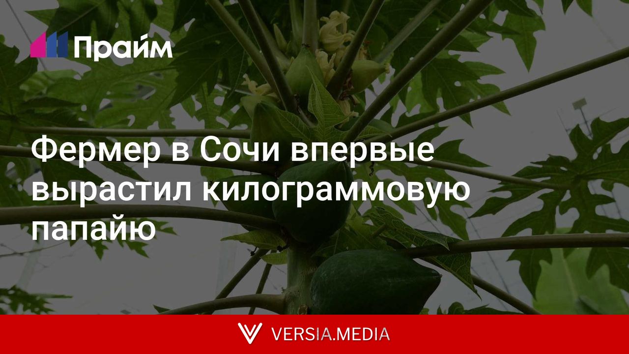 Фермер в Сочи впервые вырастил килограммовую папайю